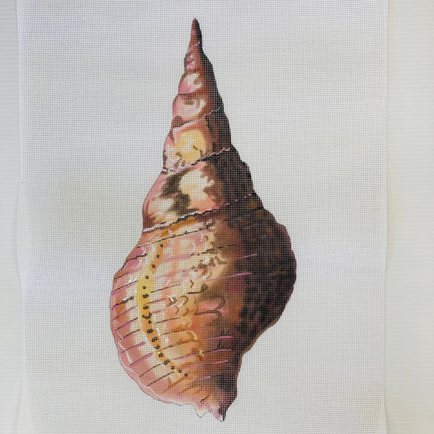 3D Conch Seashell Back